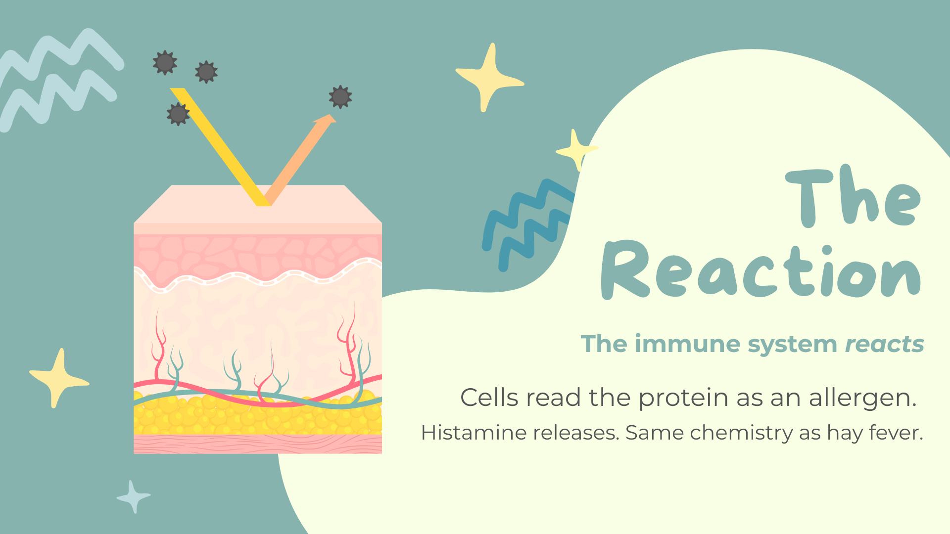 The immune system reacts